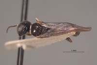 Rhopalum yercaudi image