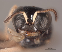 Rhopalum yercaudi image