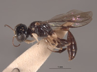 Rhopalum yercaudi image