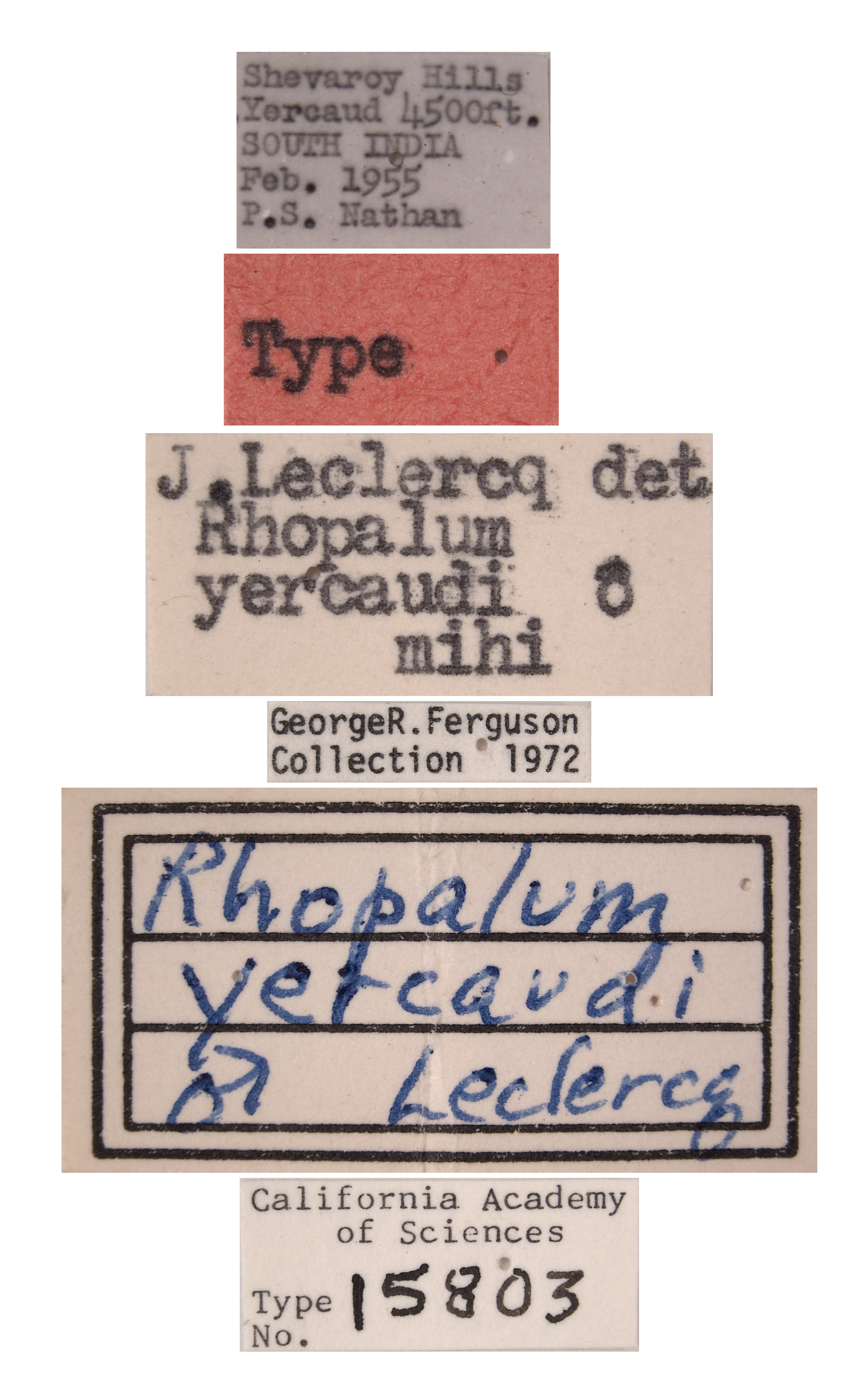 Rhopalum yercaudi image