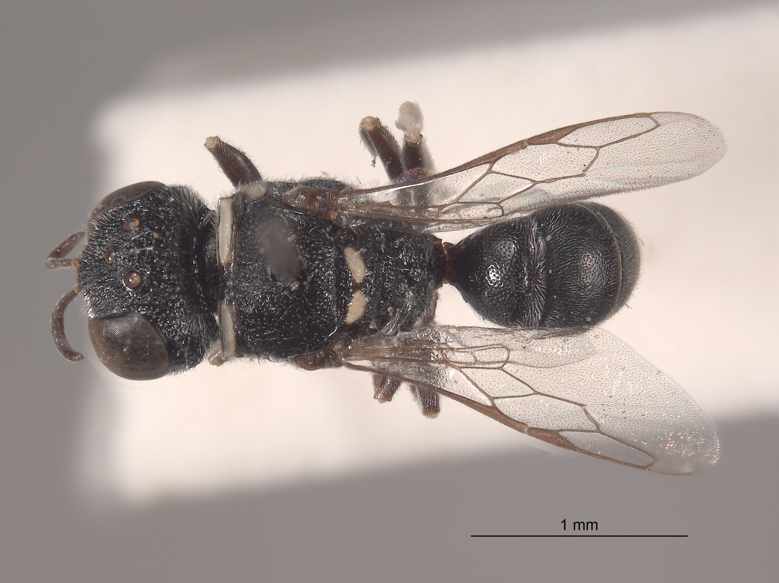 Vechtia prerugosa image