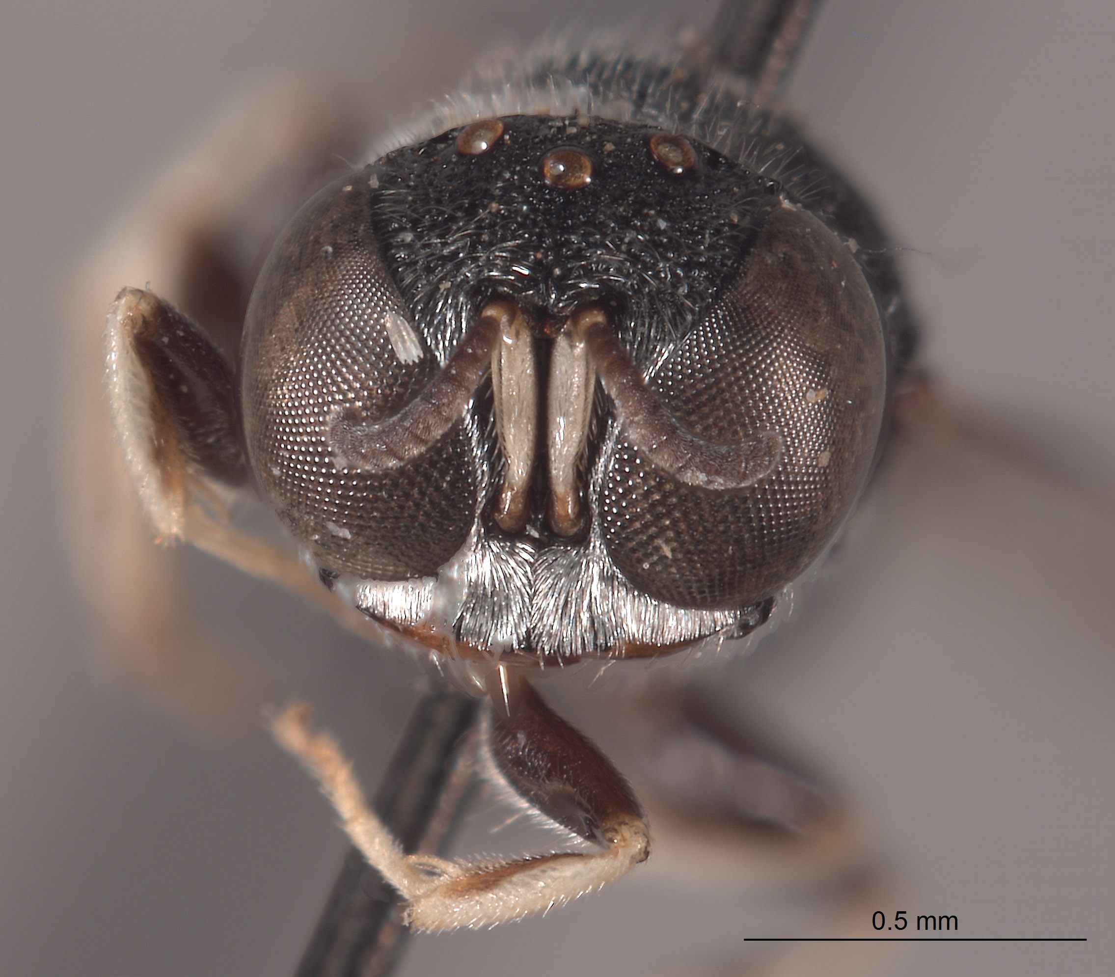 Vechtia prerugosa image