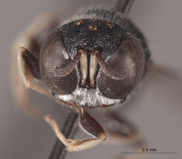 Vechtia prerugosa image