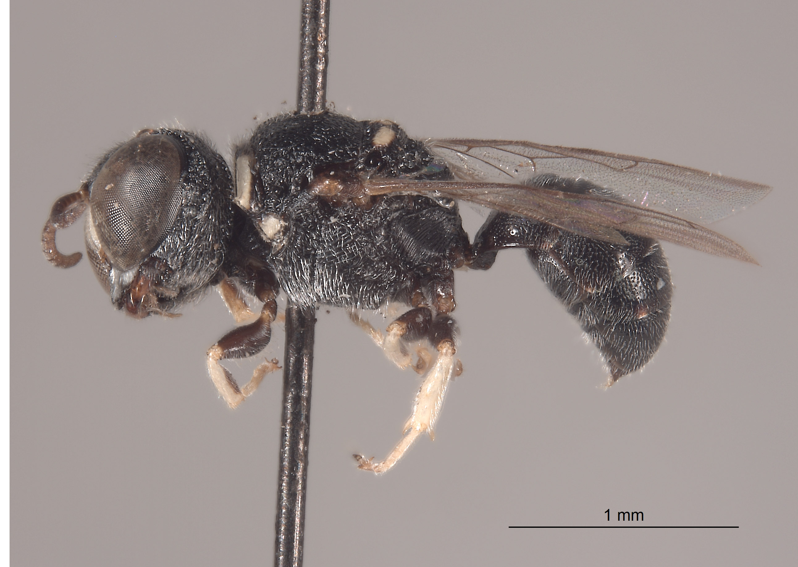 Vechtia prerugosa image