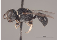 Vechtia prerugosa image