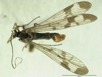 Neopanorpa globulifera image