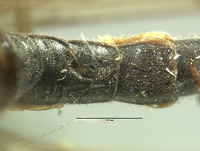 Neopanorpa globulifera image