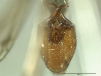 Neopanorpa globulifera image