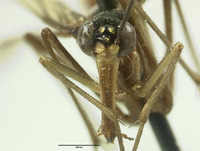 Neopanorpa globulifera image