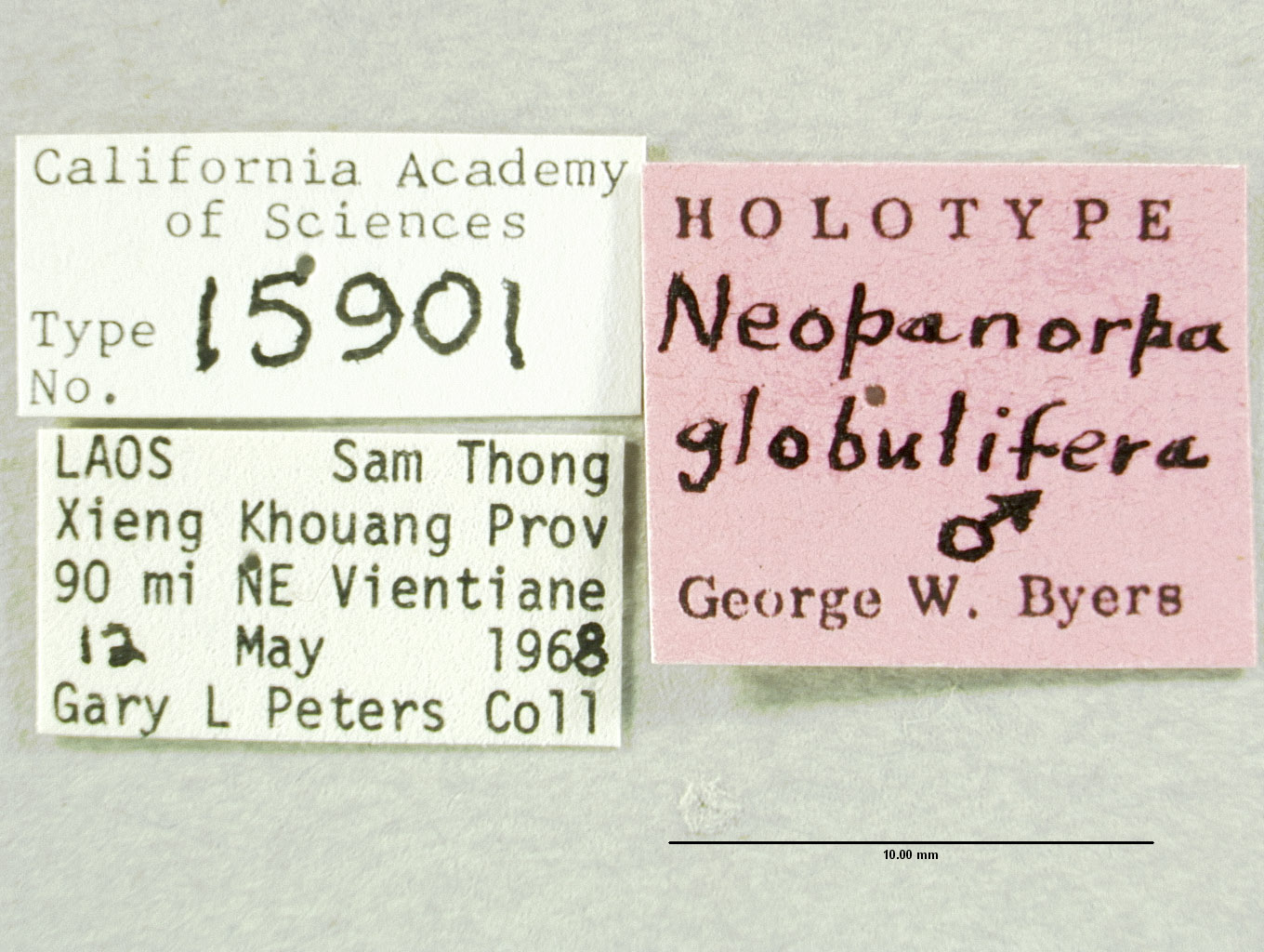 Neopanorpa globulifera image