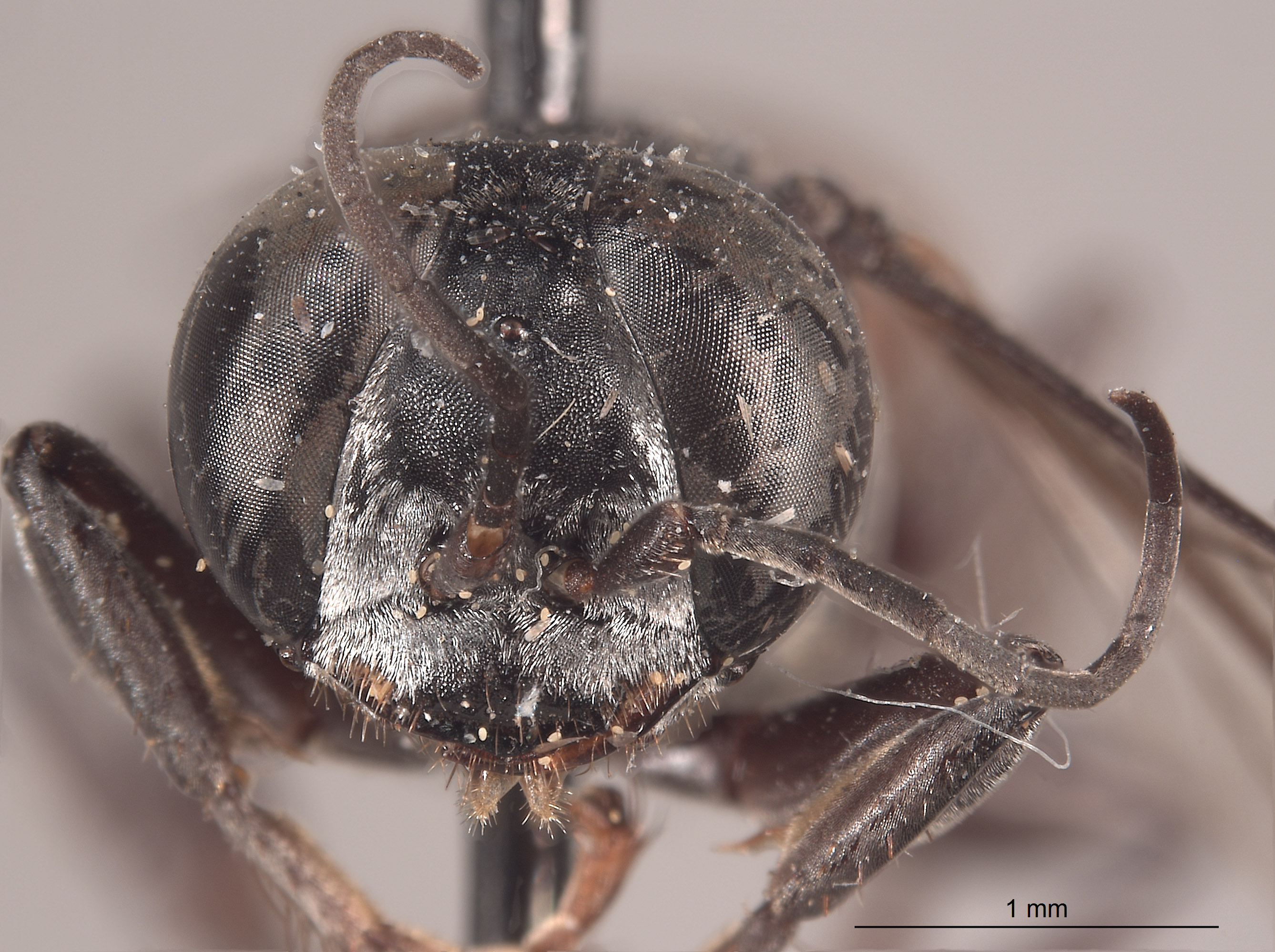 Tachysphex angelicus image