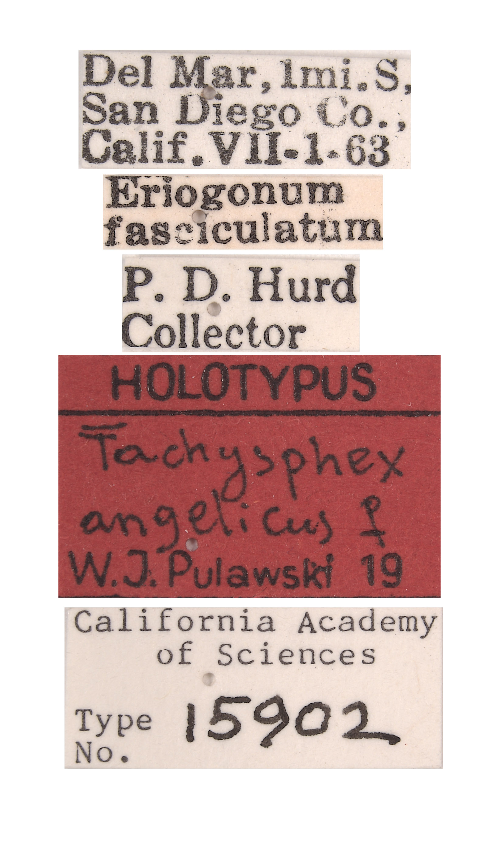 Tachysphex angelicus image