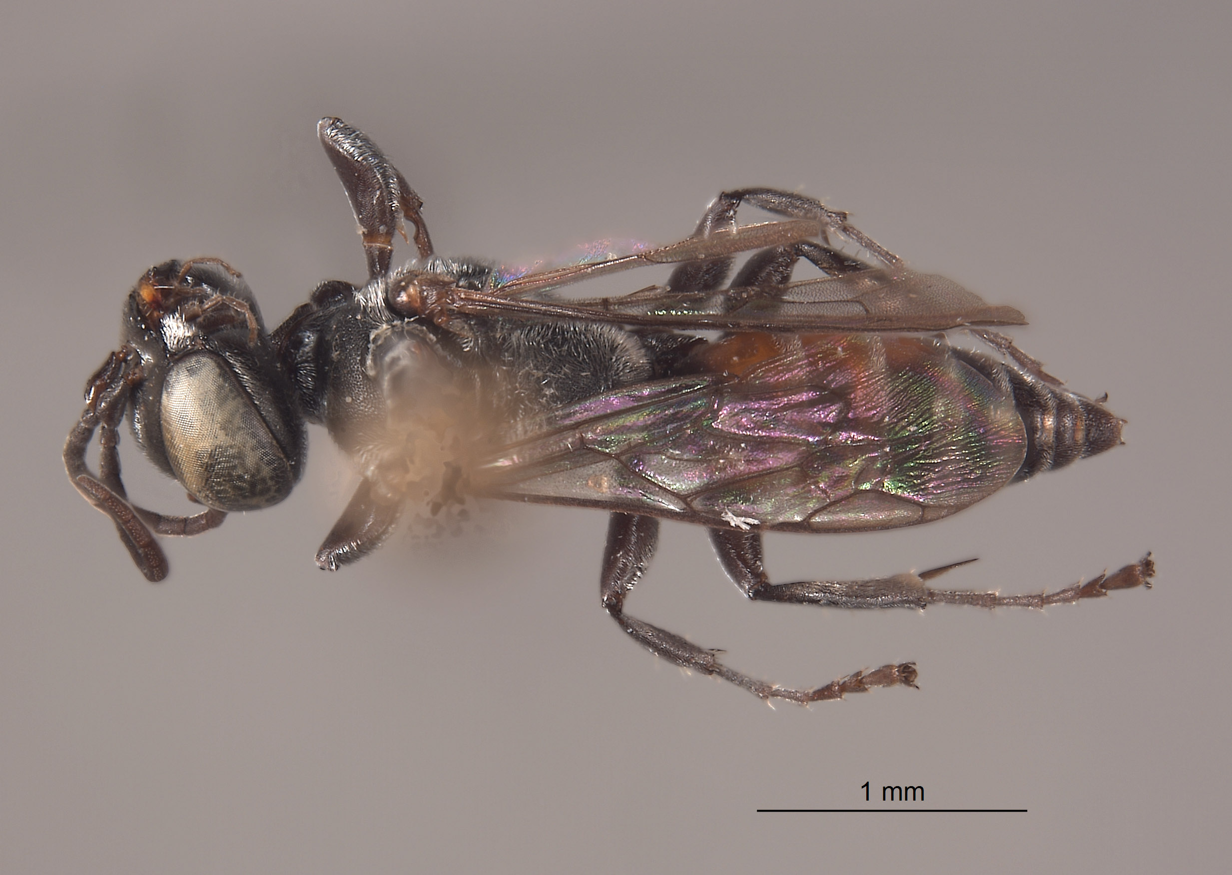 Tachysphex dominicanus image