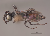 Tachysphex dominicanus image