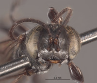 Tachysphex dominicanus image