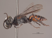 Tachysphex dominicanus image