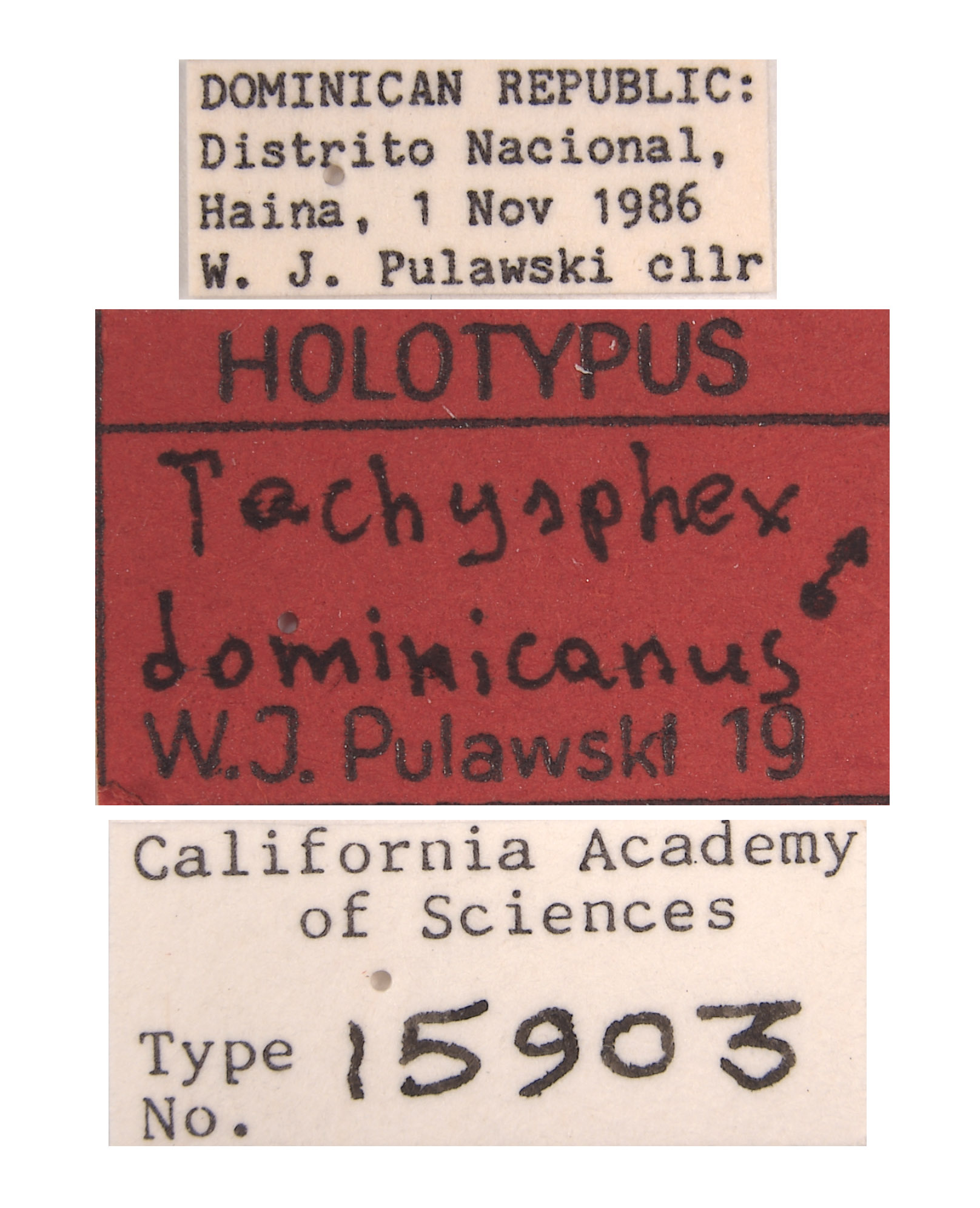 Tachysphex dominicanus image