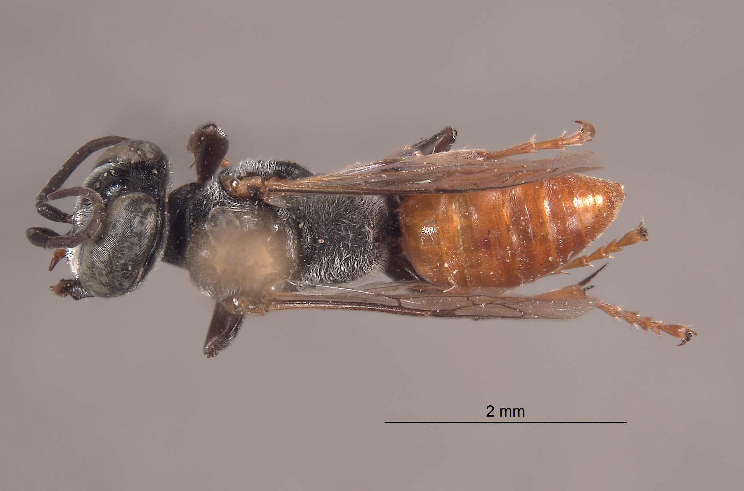 Tachysphex oasicola image