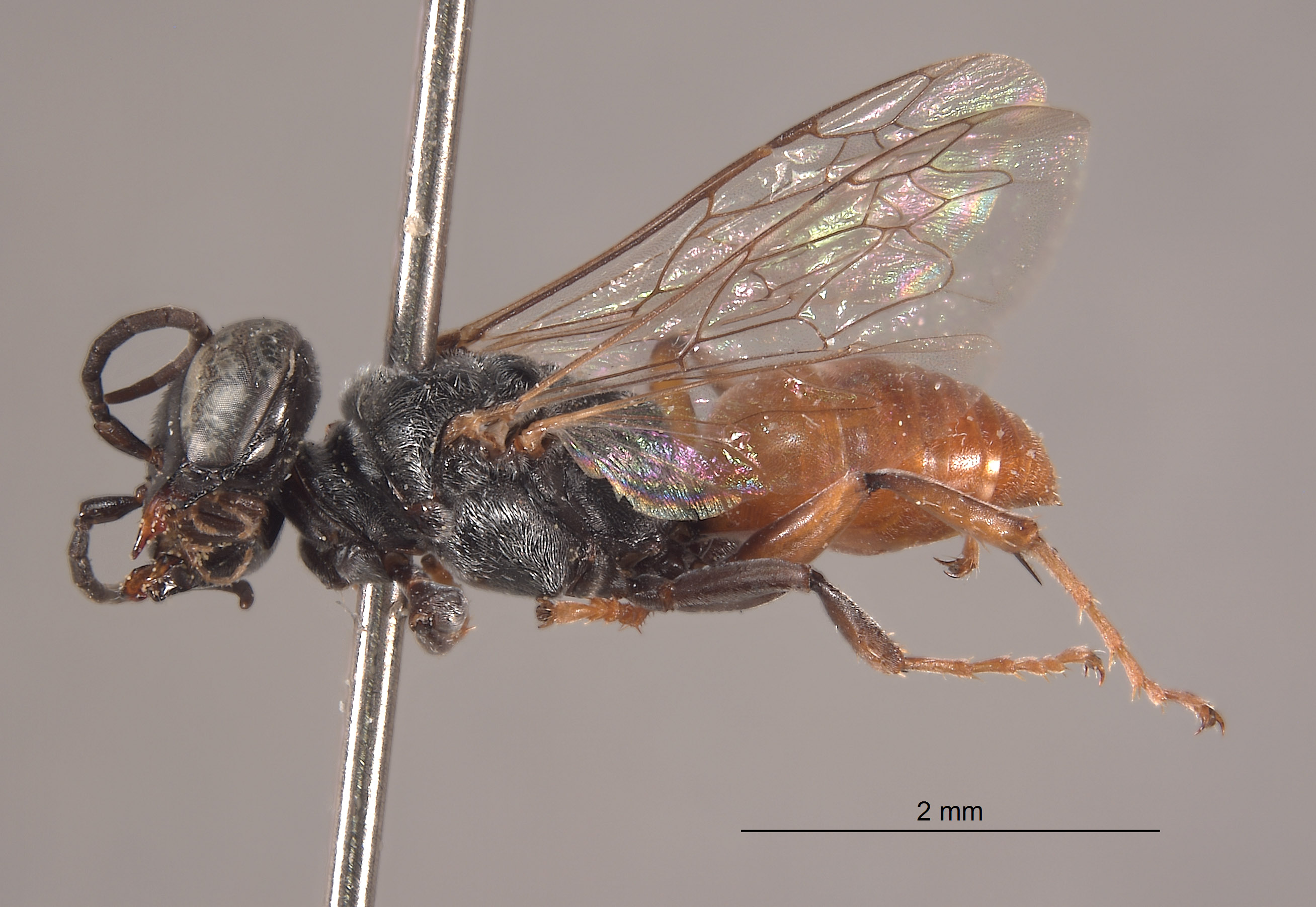 Tachysphex oasicola image