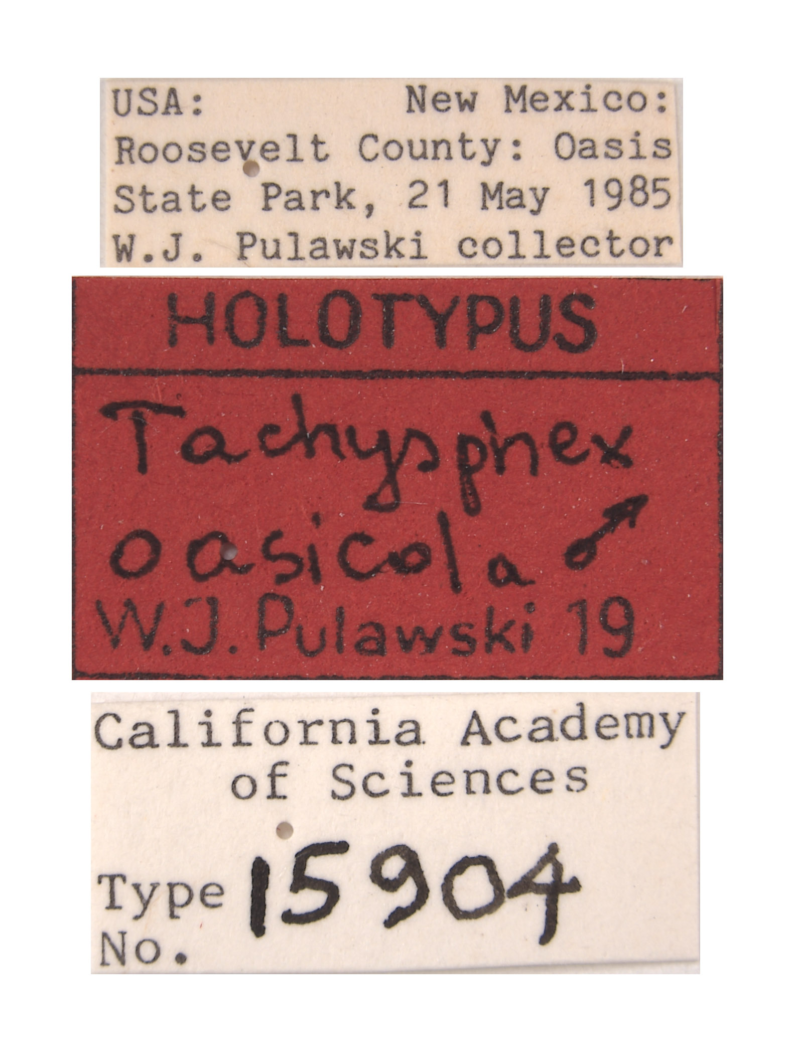 Tachysphex oasicola image