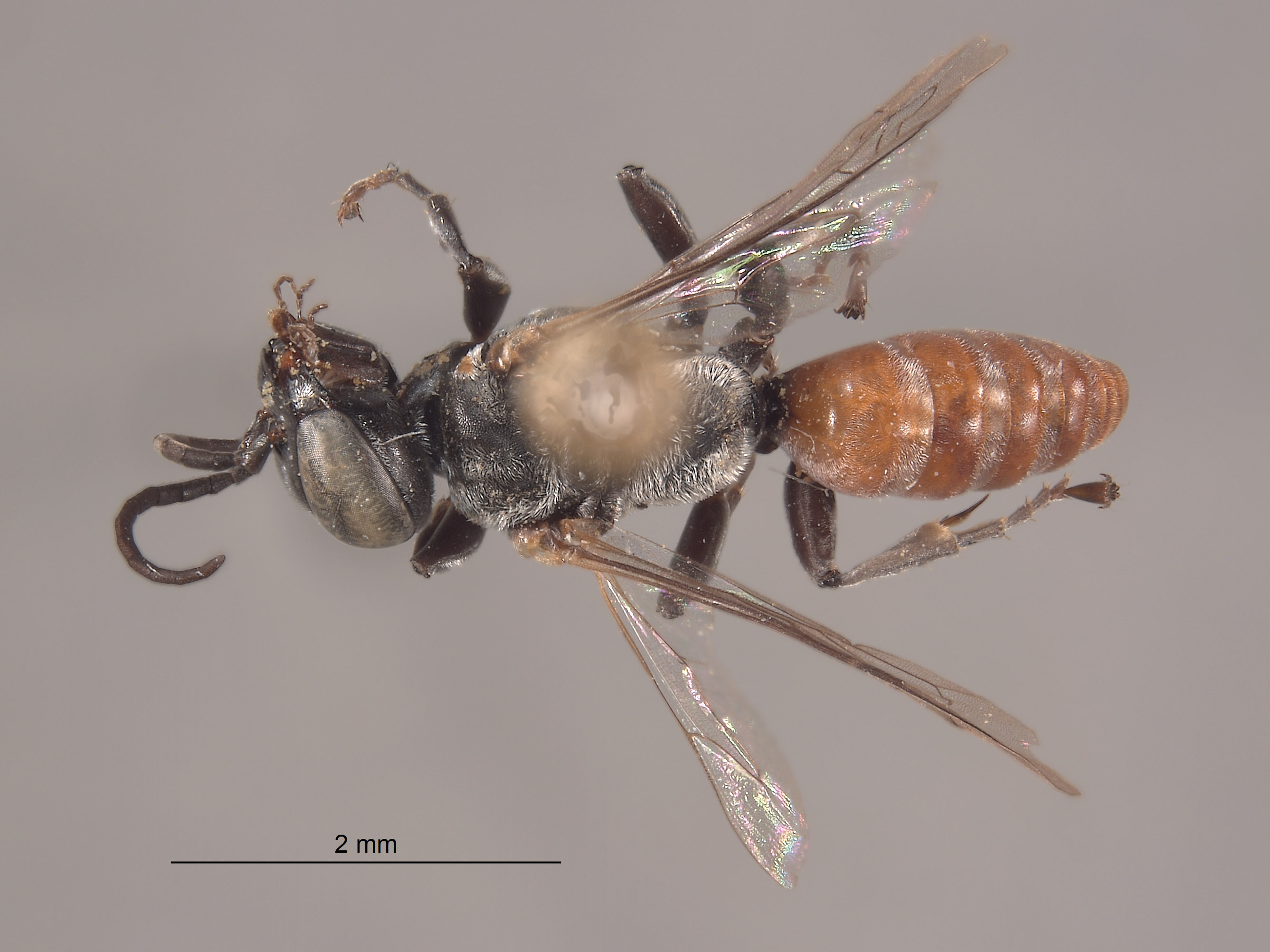 Tachysphex opata image