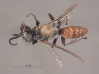 Tachysphex opata image