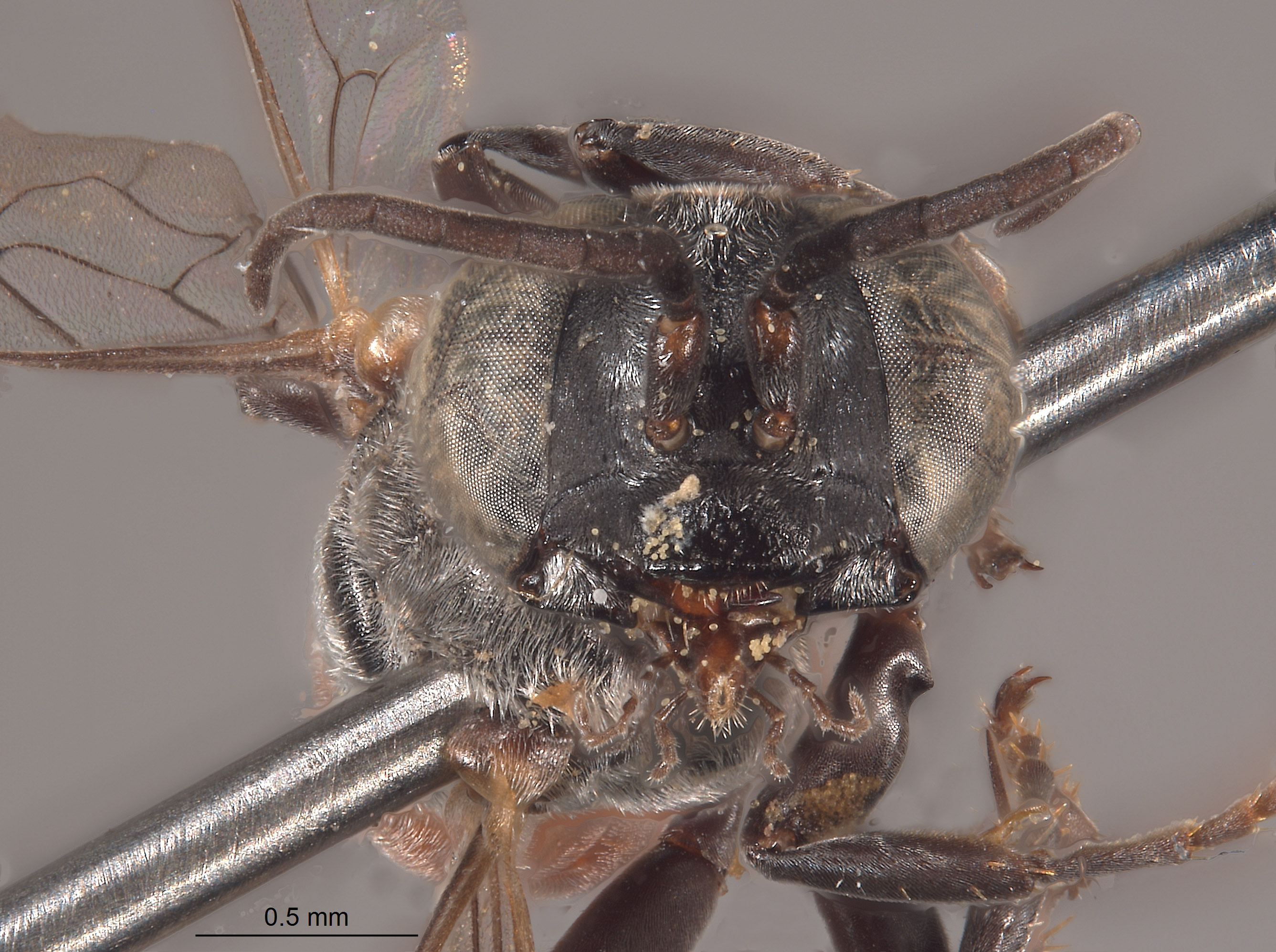 Tachysphex opata image