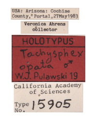 Tachysphex opata image