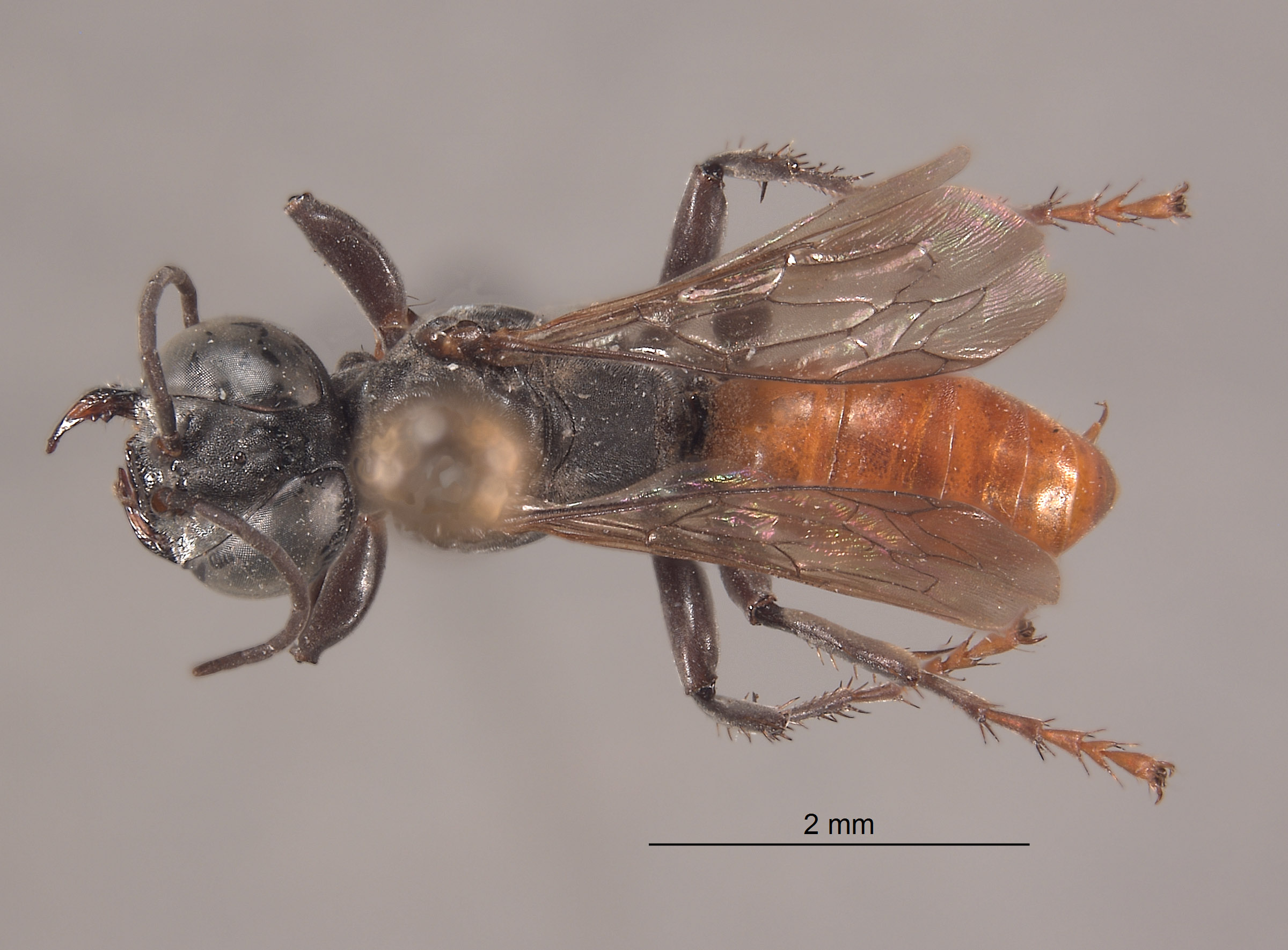 Tachysphex orestes image