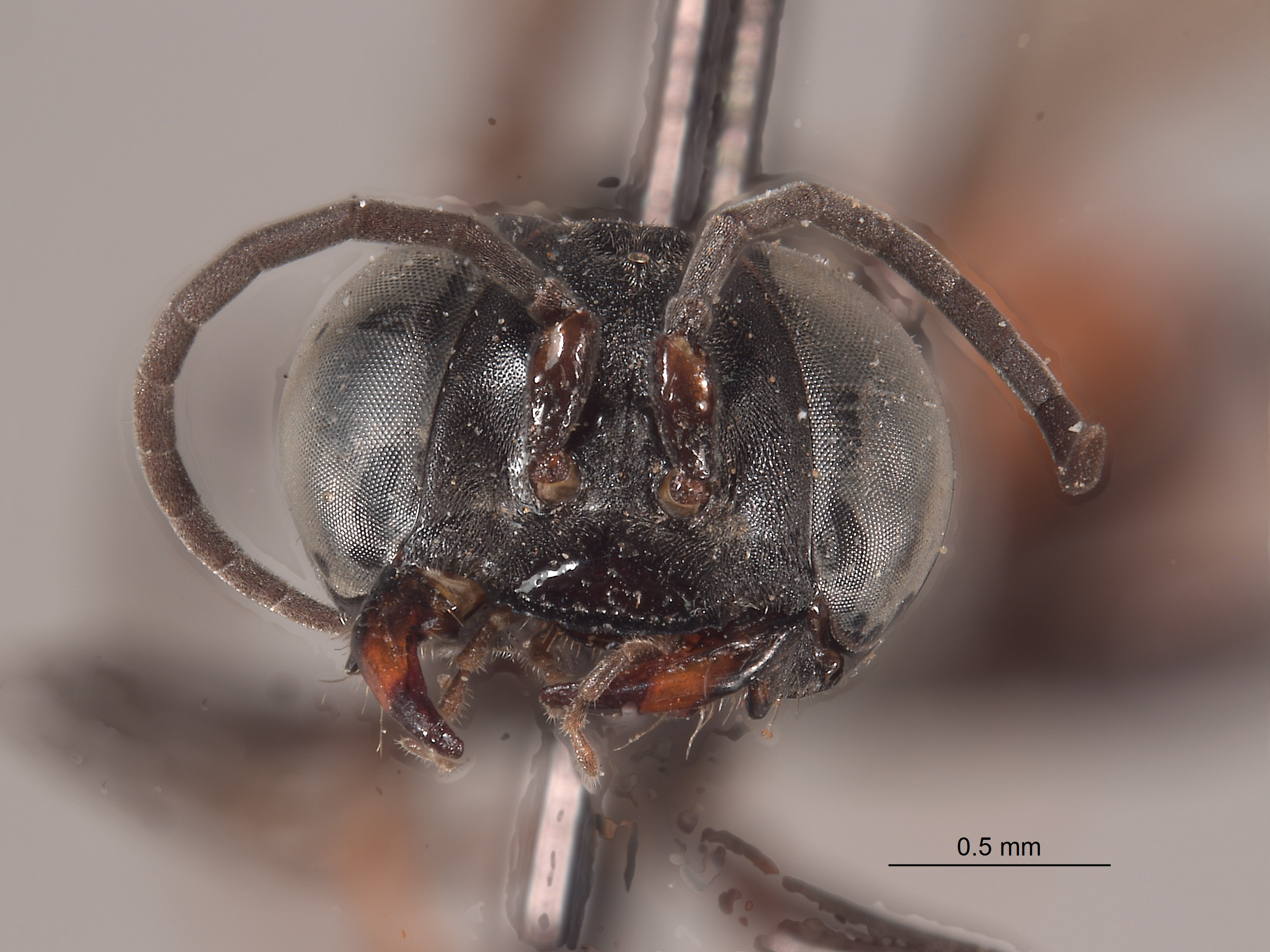 Tachysphex orestes image