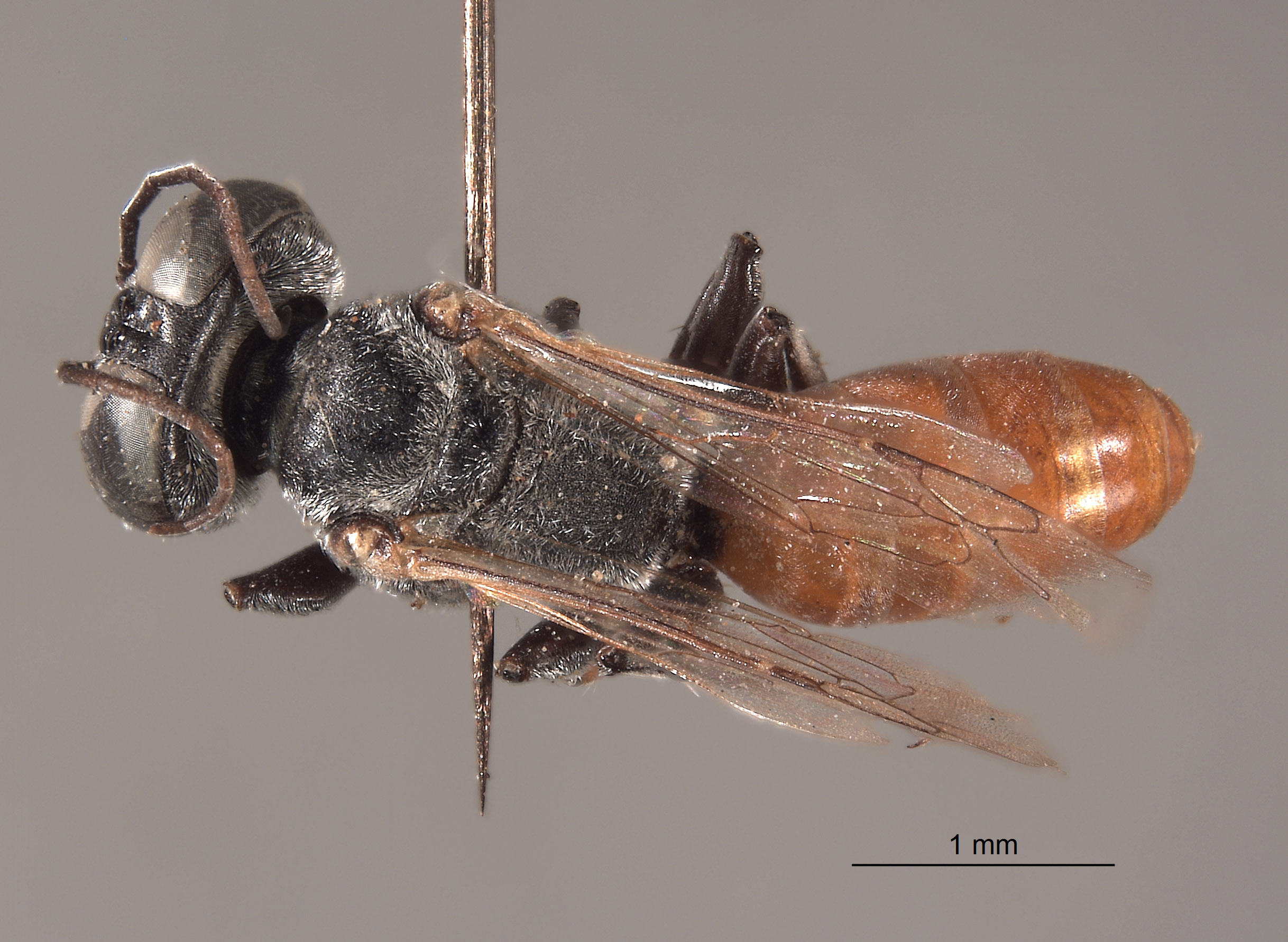 Tachysphex paiute image