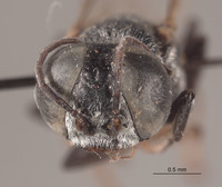 Tachysphex paiute image