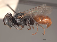 Tachysphex paiute image