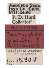 Tachysphex paiute image