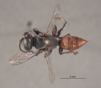 Tachysphex sulcatus image