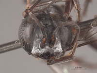 Tachysphex sulcatus image