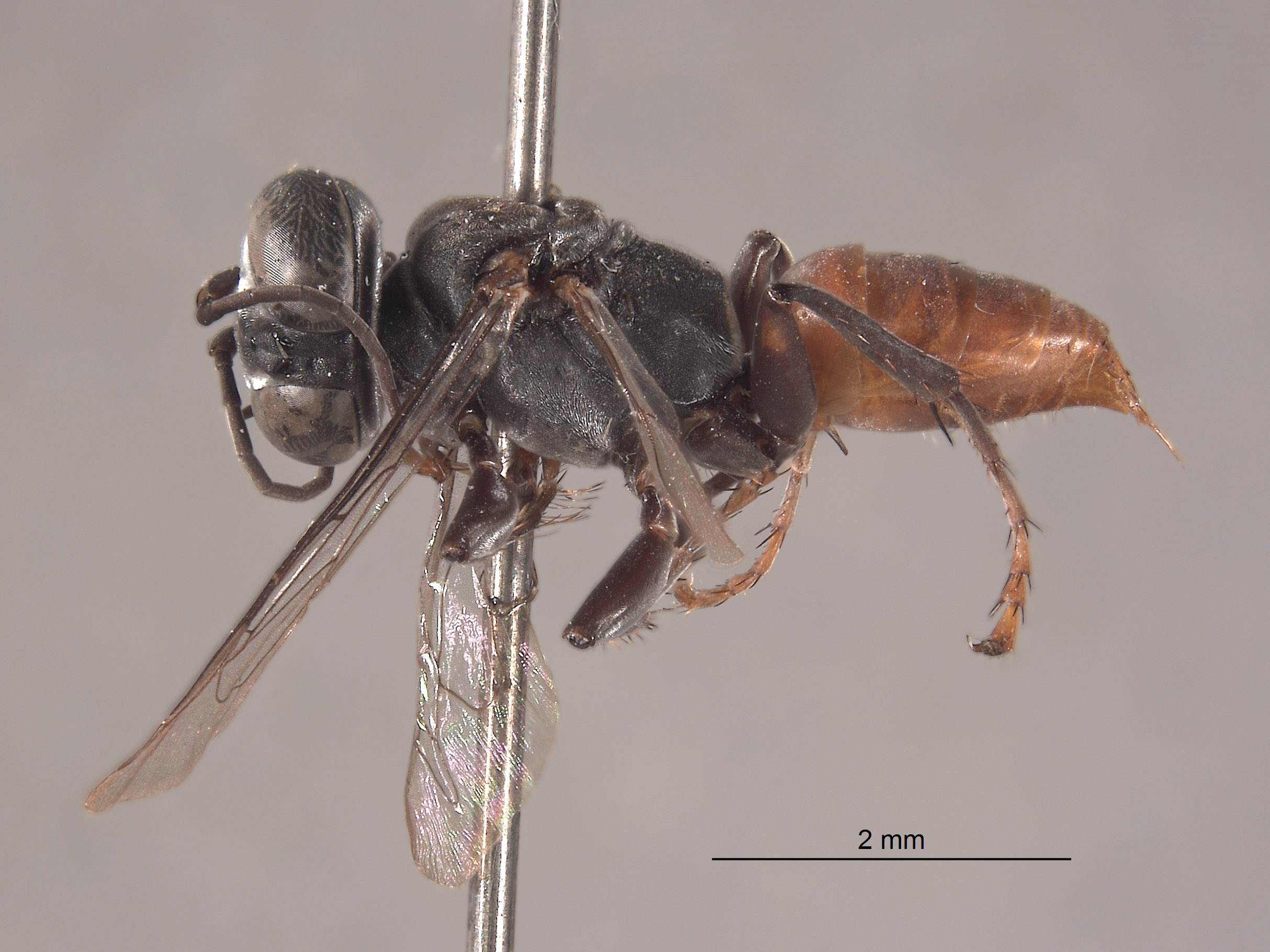 Tachysphex sulcatus image