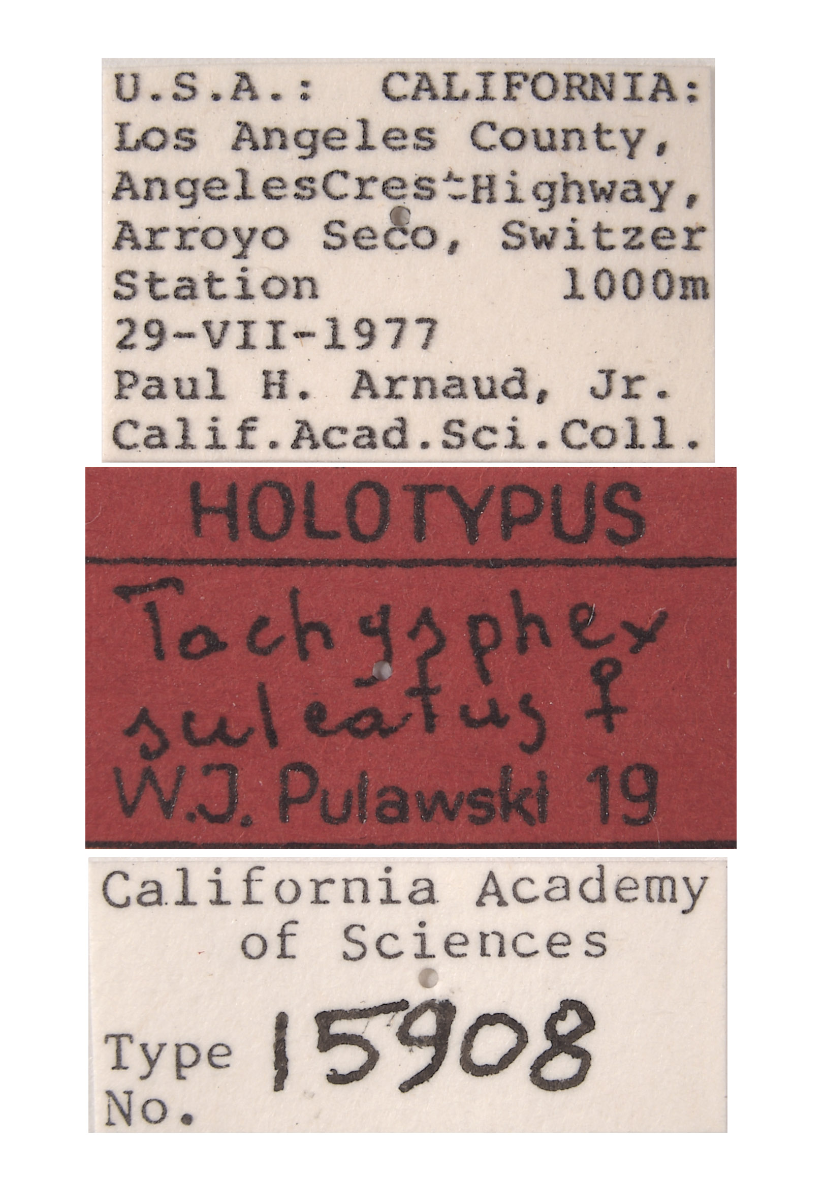 Tachysphex sulcatus image
