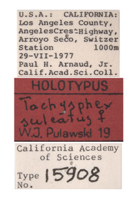 Tachysphex sulcatus image