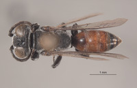 Tachysphex toltec image