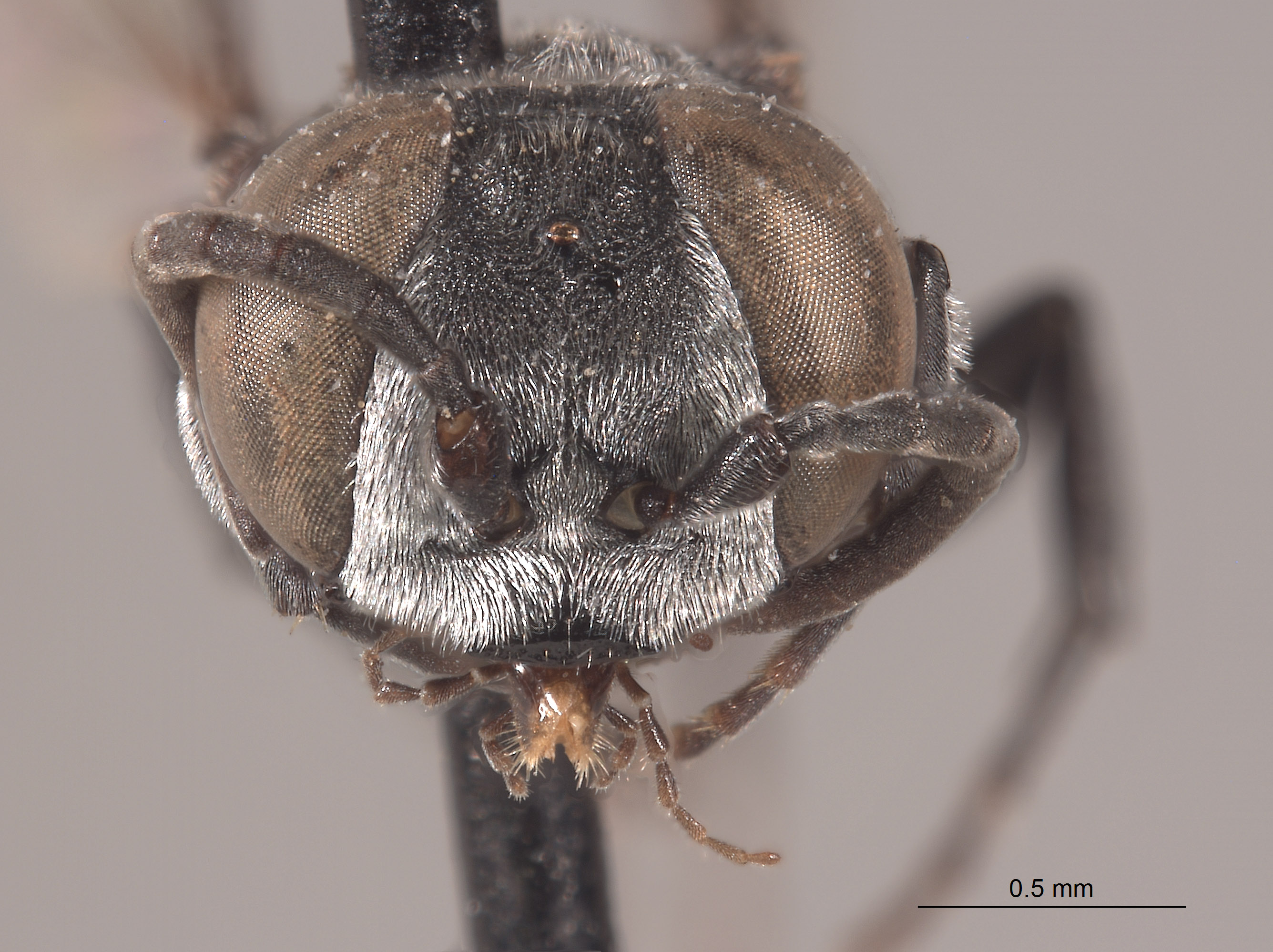 Tachysphex toltec image