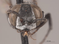 Tachysphex toltec image