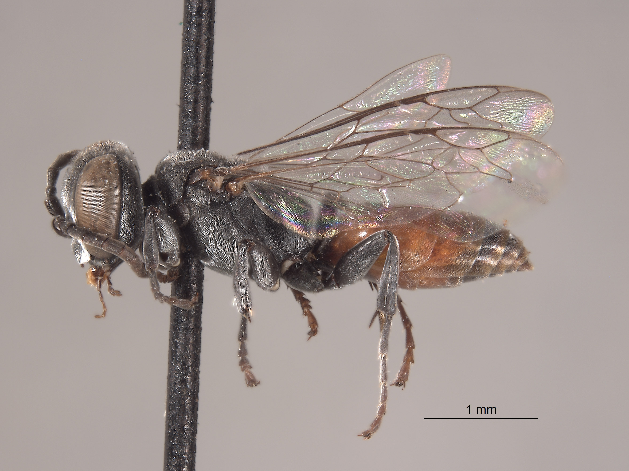 Tachysphex toltec image