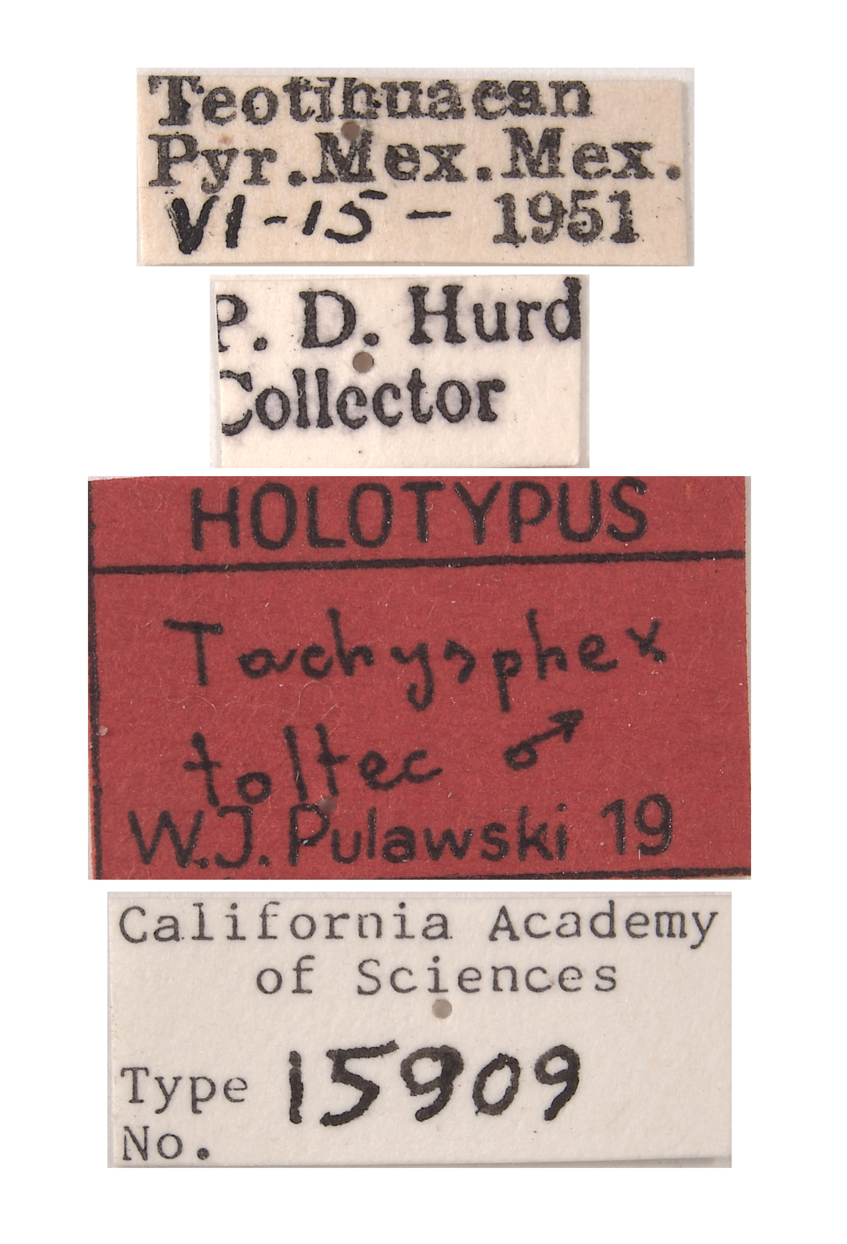 Tachysphex toltec image