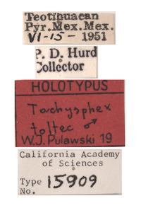 Tachysphex toltec image