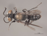 Tachysphex quisqueyus image