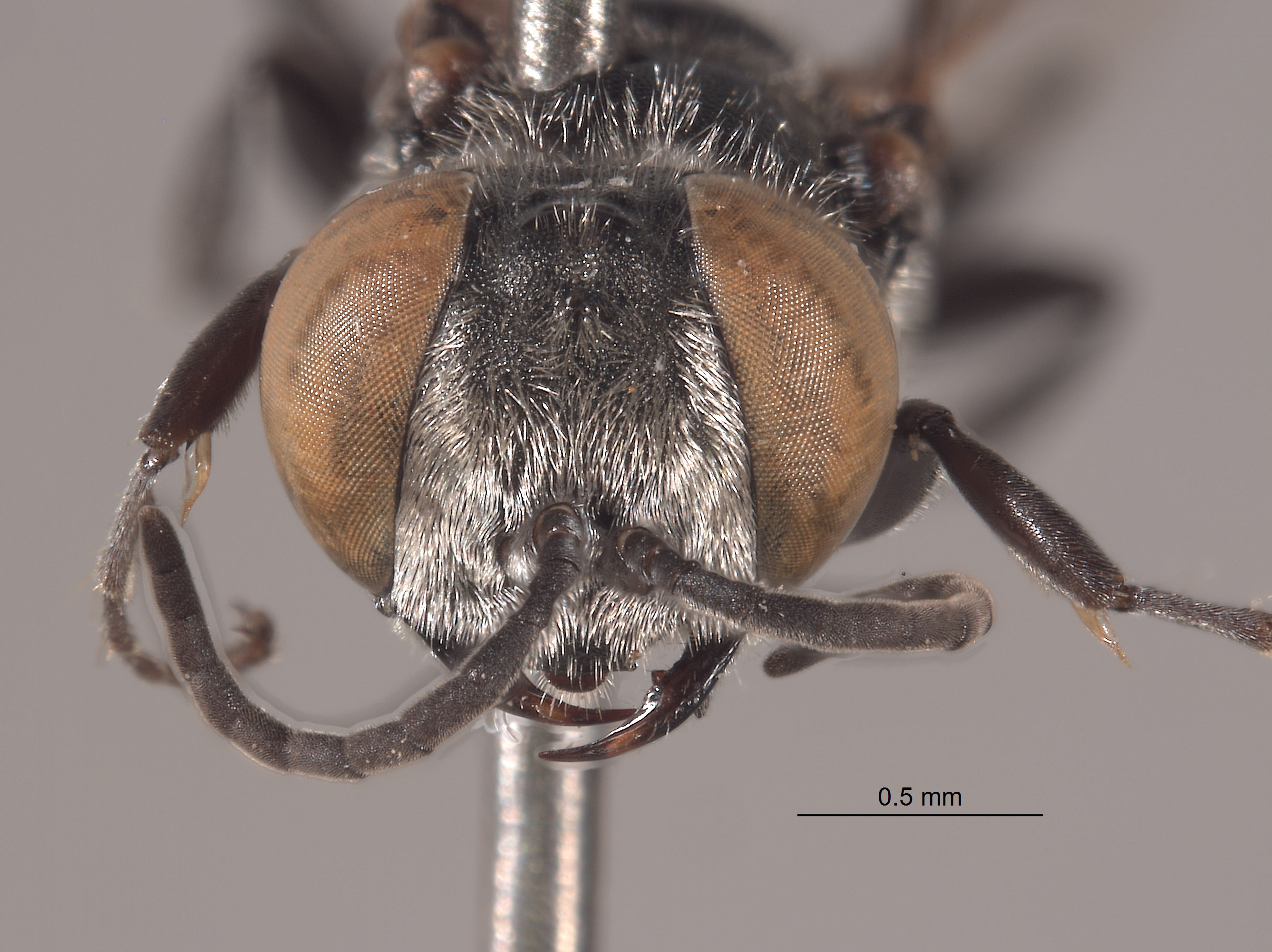 Tachysphex quisqueyus image