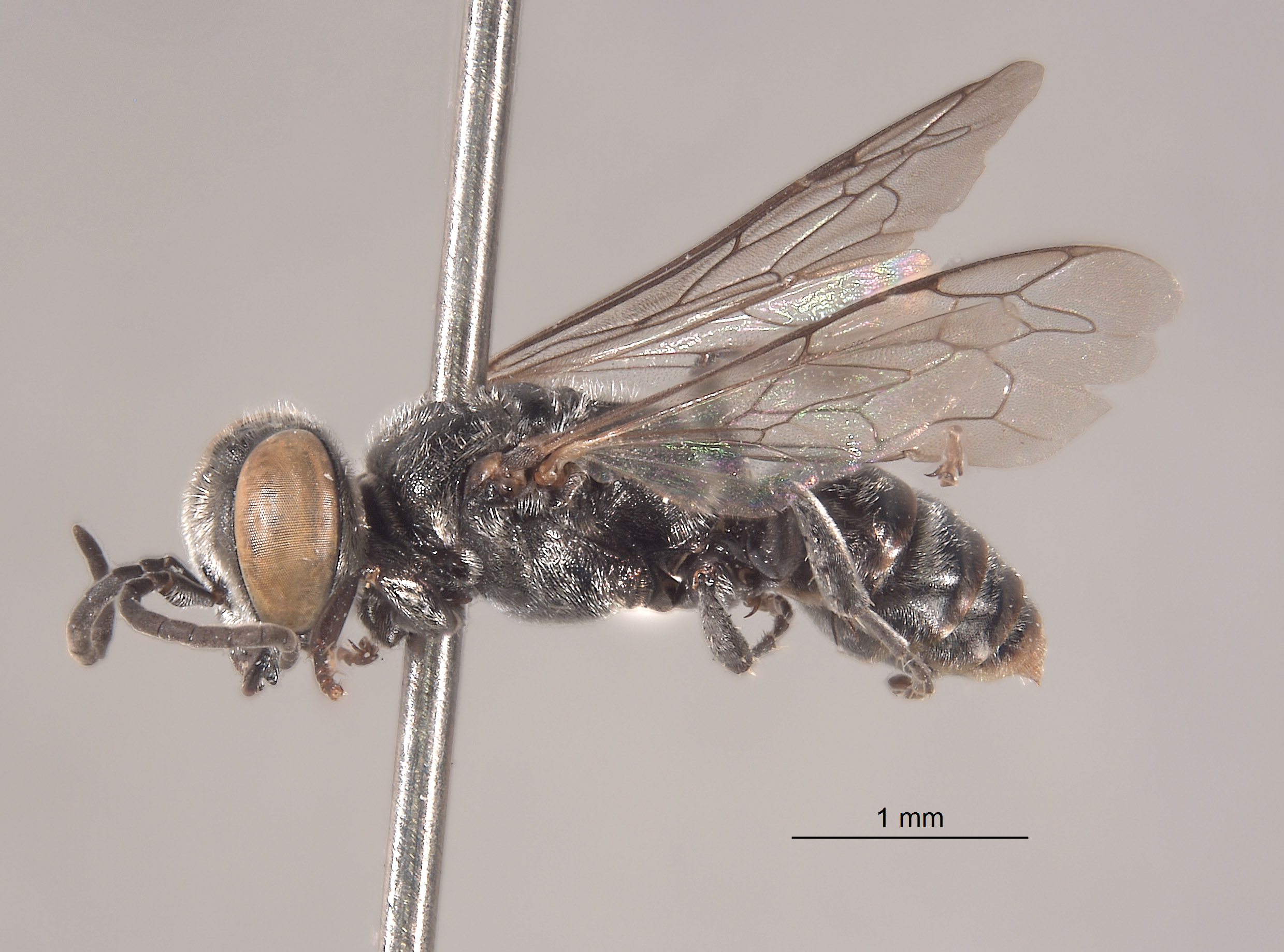 Tachysphex quisqueyus image