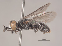 Tachysphex quisqueyus image