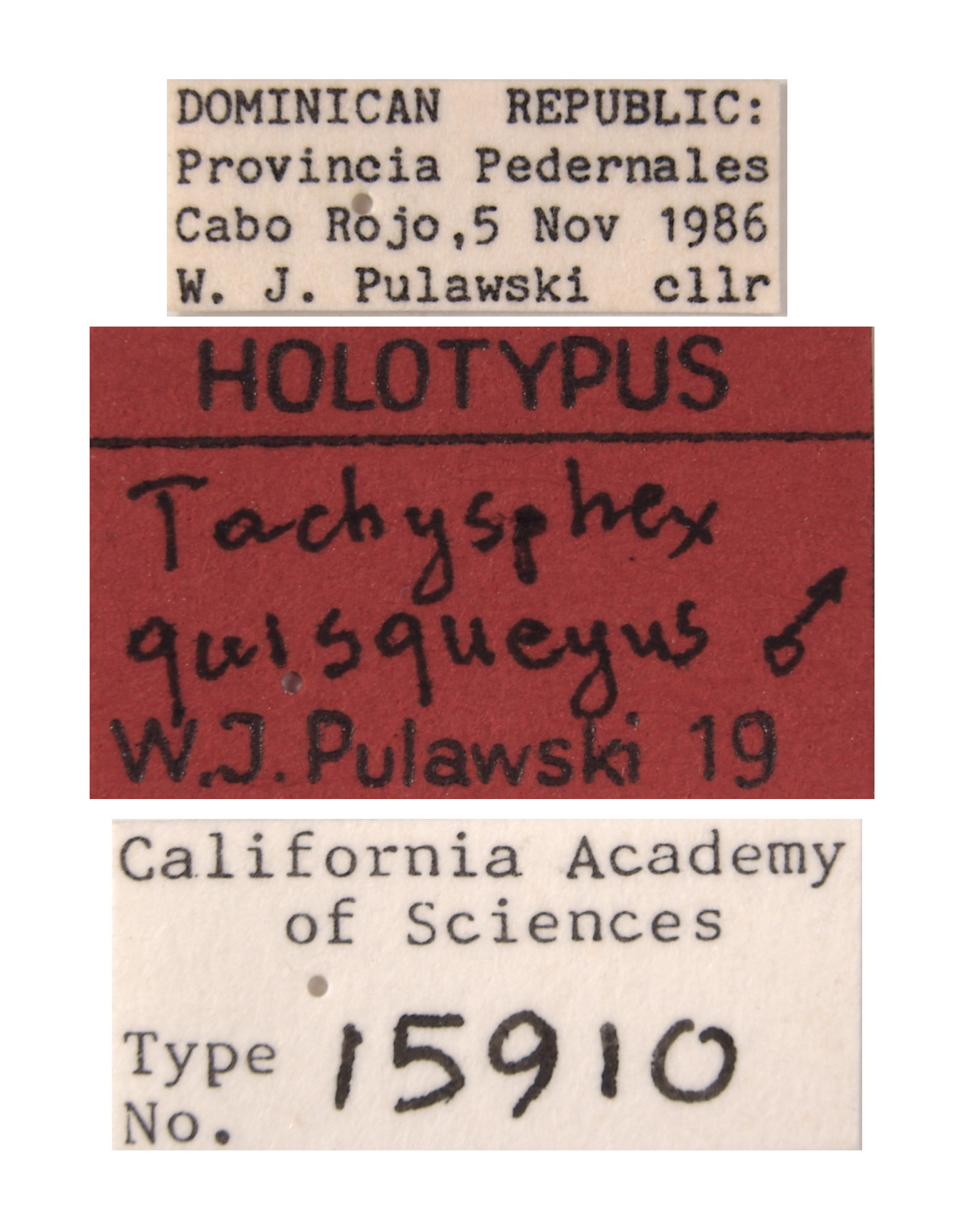 Tachysphex quisqueyus image